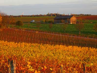 Wine Photo of The Day by Axel-D — Click photo for larger image