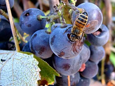 Wine Photo of The Day by emdot — Click photo for larger image/gallery