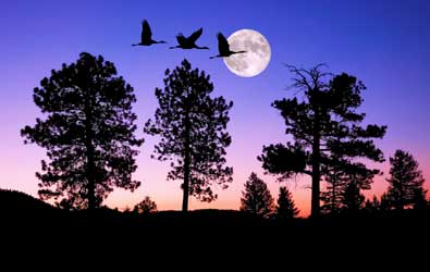 Night of the Cranes Night of the Cranes
