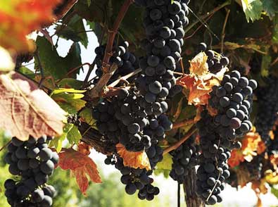 Wine Photo of The Day by artandscience — Click photo for larger image