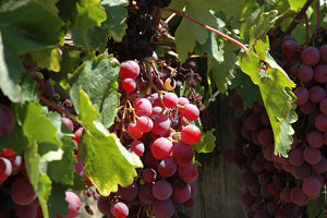 Wine Photo of The Day by catsper — Click photo for larger image Wine Photo of The Day by catsper — Click photo for larger image