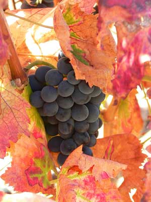 Wine Photo of The Day by Marianne Perdomo — Click photo for larger image Wine Photo of The Day by Marianne Perdomo — Click photo for larger image