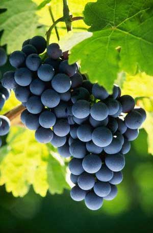 Wine Photo of The Day by Zest-pk — Click photo for larger image Wine Photo of The Day by Zest-pk — Click photo for larger image